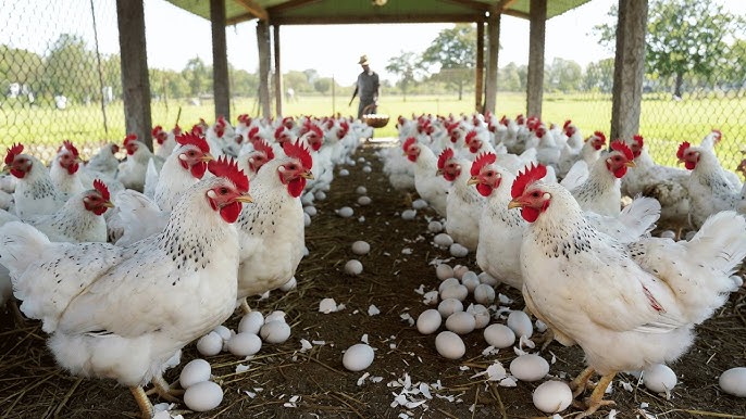 Chicken Hero